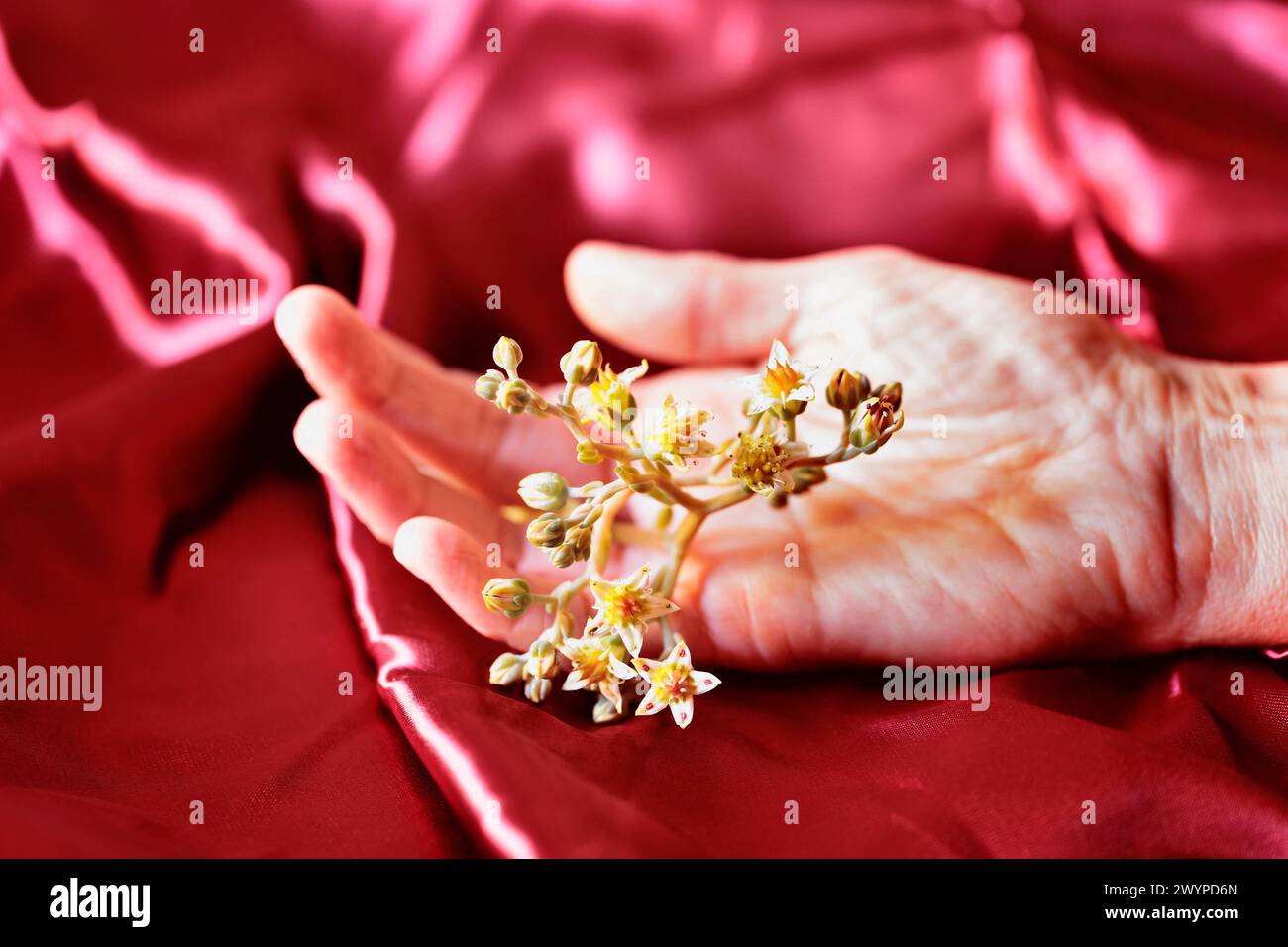 Mano femminile con fiori su sfondo rosso scuro, occupazione creativa e romantica Foto Stock