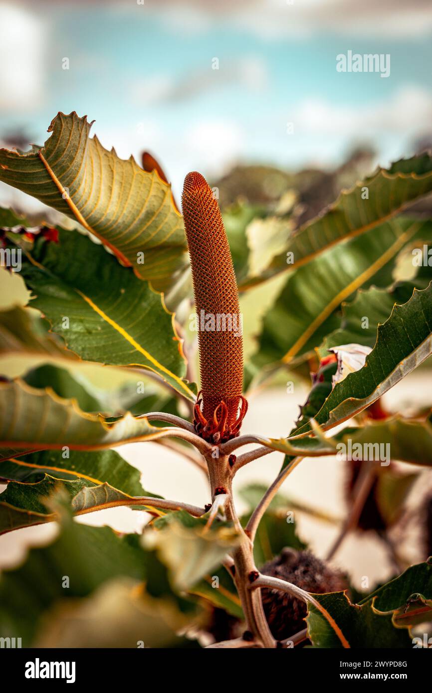 Banksia grandis (Bull banksia), fiore selvatico australiano nativo Foto Stock