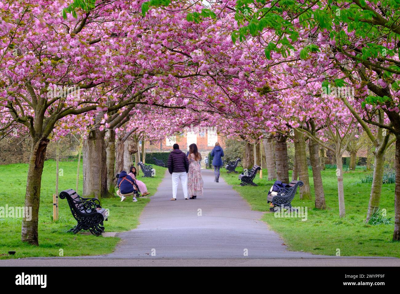 Greenwich Londra 8 aprile 2024 persone che si godono la famosa fioritura dei ciliegi di mattina presto in una fredda giornata primaverile a Greenwich Park. Credito Paul Chambers/Alamy News credito: Pcpexclusive/Alamy Live News Foto Stock