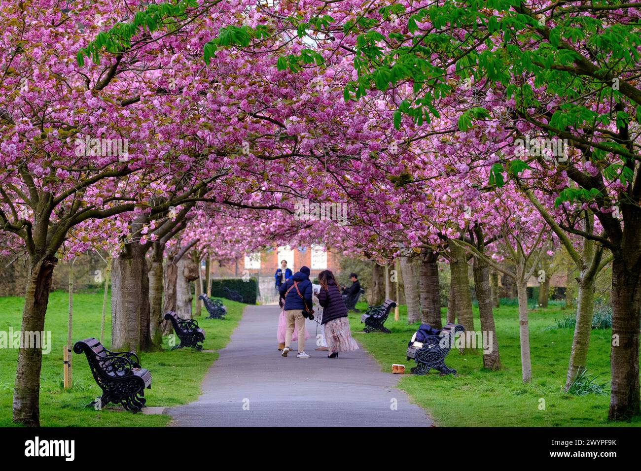Greenwich Londra 8 aprile 2024 persone che si godono la famosa fioritura dei ciliegi di mattina presto in una fredda giornata primaverile a Greenwich Park. Credito Paul Chambers/Alamy News credito: Pcpexclusive/Alamy Live News Foto Stock