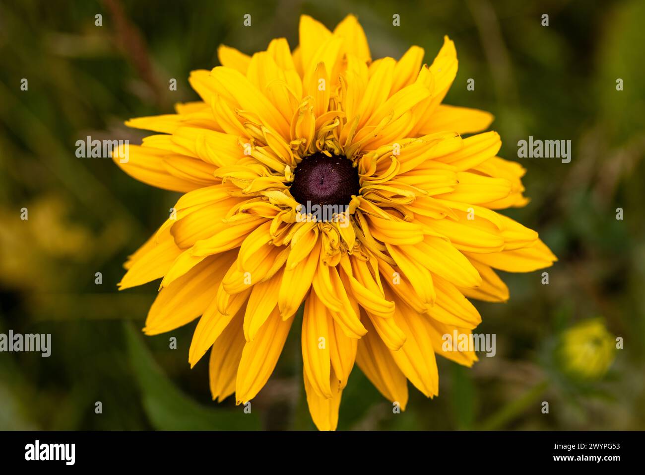 Margherita gialla su un letto nel giardino estivo Foto Stock