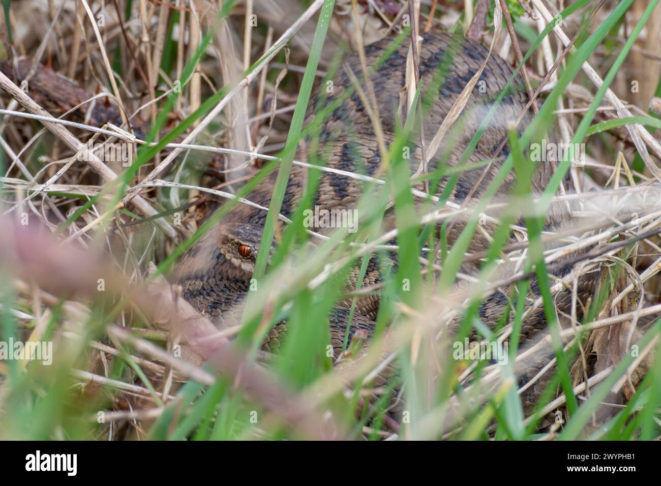 Adder femminile (Vipera berus) mosaico crogiolarsi tra le erbe e la vegetazione in luce solare opaca, comportamento dei rettili serpenti, Inghilterra, Regno Unito Foto Stock