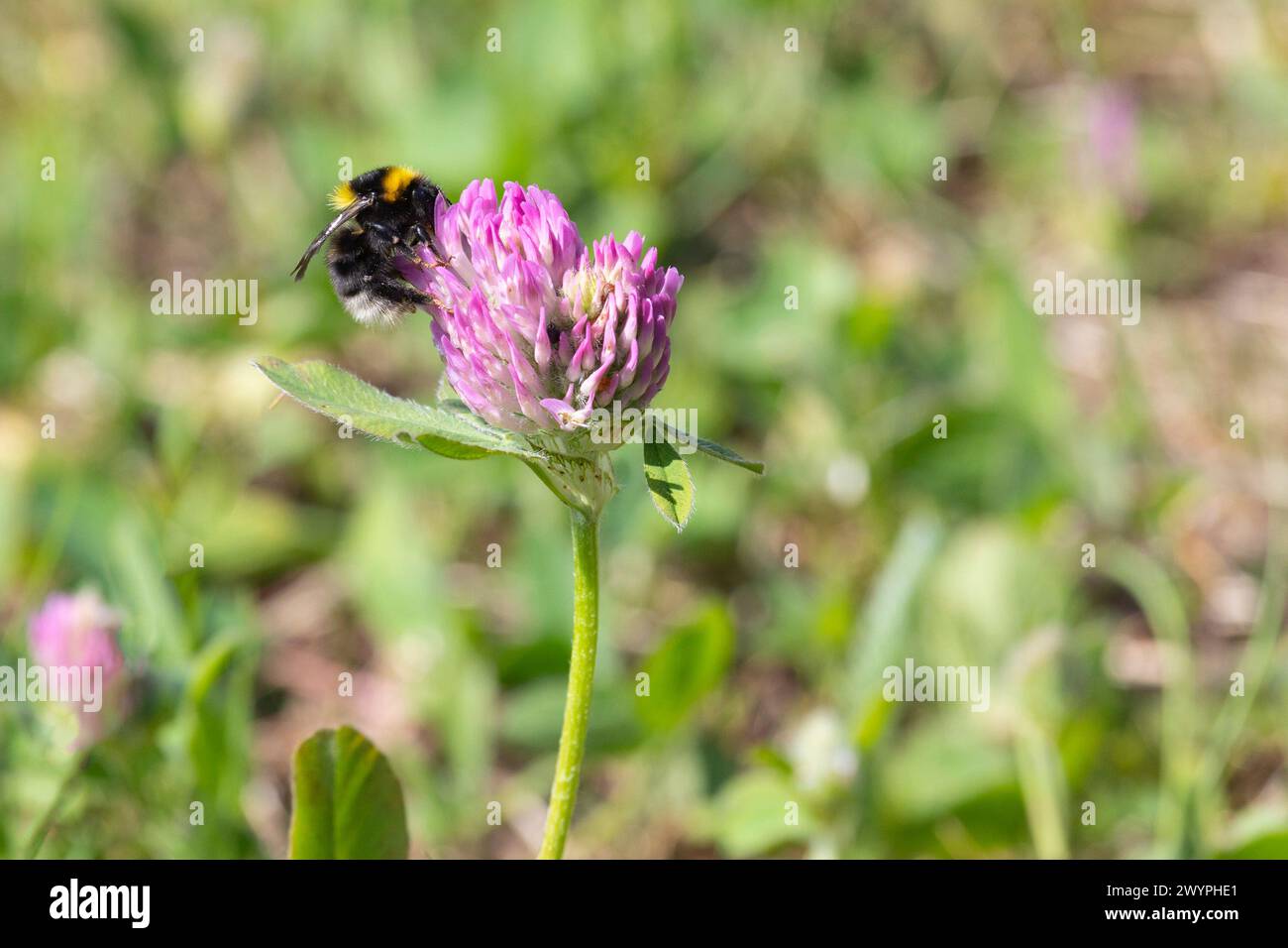 Un bumblebee si siede su un fiore di trifoglio Foto Stock