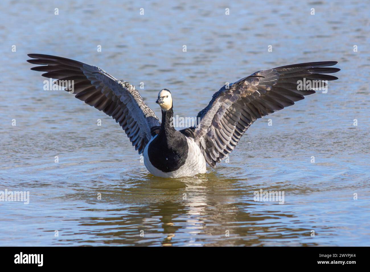 L'oca canadese spalanca le ali in acqua in un giorno d'autunno in Finlandia Foto Stock