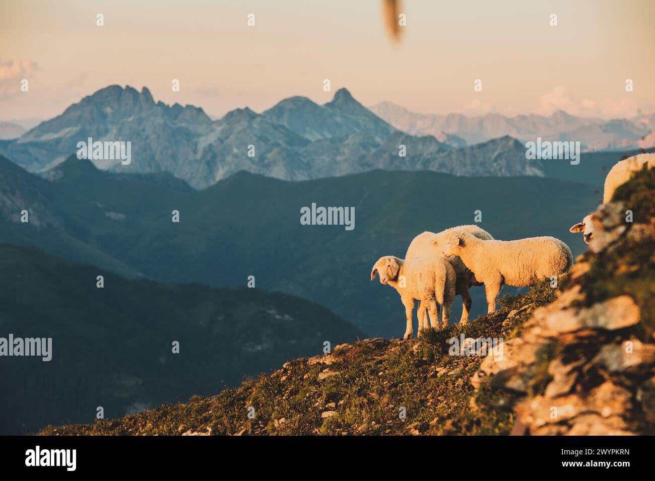Wanderung auf den Gamskarkogel, dem höchsten Grasberg Europas, zwischen dem Gasteinertal und Großarltal im Sommer am 20.07.2020. Im Bild: Schafe am Gipfel des Gamskarkogel. // escursione al Gamskarkogel, la montagna più alta d'Europa, tra Gasteinertal e Großarltal in estate il 20 luglio 2020. Nella foto: Pecore in cima al Gamskarkogel. - 20200720 PD10807 credito: APA-PictureDesk/Alamy Live News Foto Stock