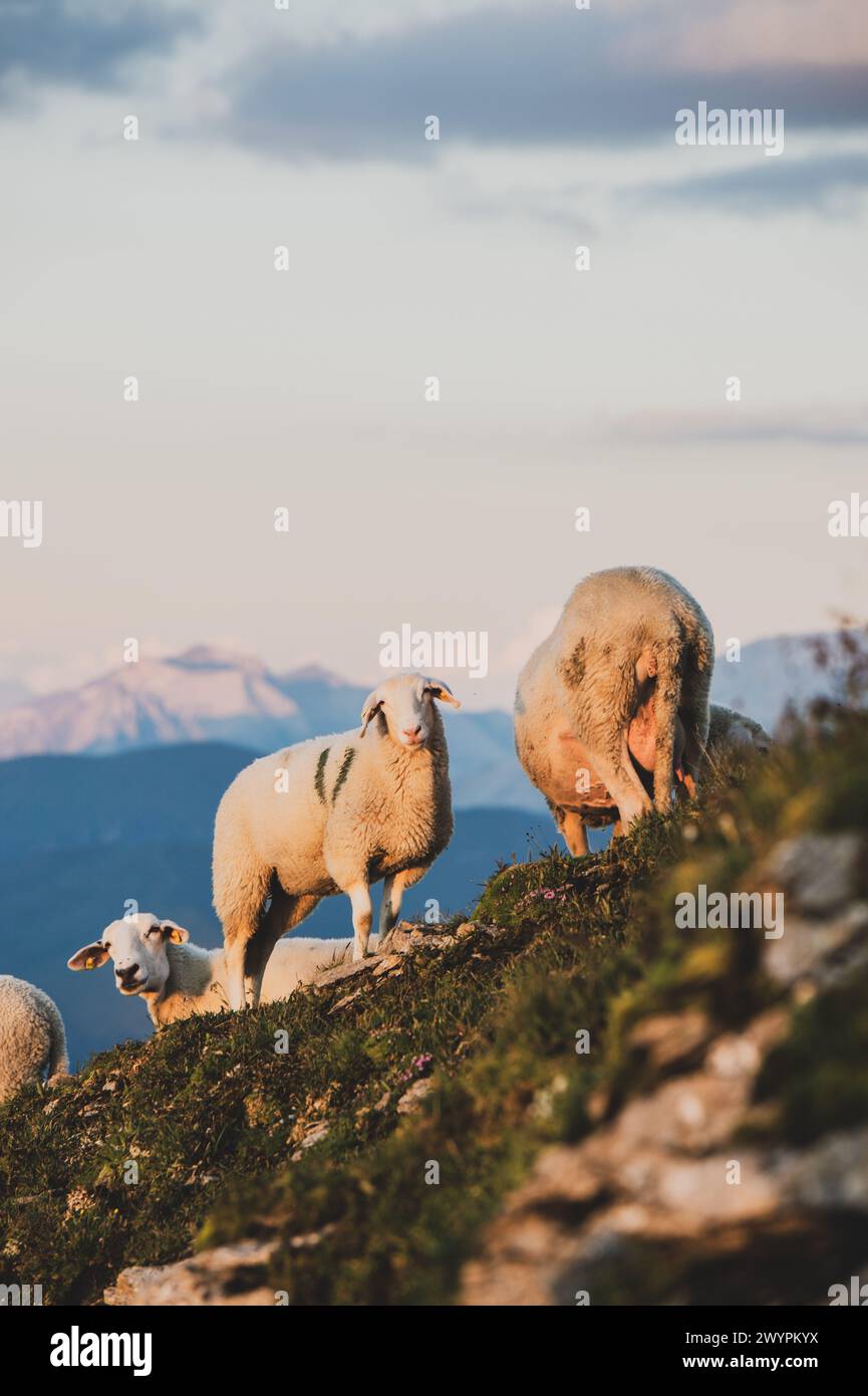 Wanderung auf den Gamskarkogel, dem höchsten Grasberg Europas, zwischen dem Gasteinertal und Großarltal im Sommer am 20.07.2020. Im Bild: Schafe am Gipfel des Gamskarkogel. // escursione al Gamskarkogel, la montagna più alta d'Europa, tra Gasteinertal e Großarltal in estate il 20 luglio 2020. Nella foto: Pecore in cima al Gamskarkogel. - 20200720 PD10810 credito: APA-PictureDesk/Alamy Live News Foto Stock