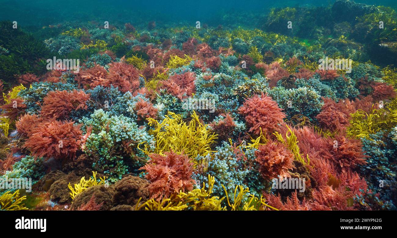 Alghe colorate nell'oceano Atlantico, scenario subacqueo naturale (Asparagopsis armata, Bifurcaria bifurcata e Cystoseira baccata alghe), Spagna Foto Stock