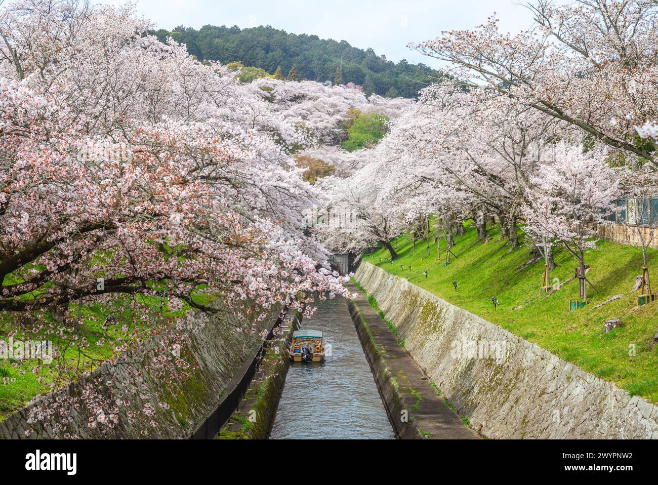 Il canale del lago Biwa con fiori di ciliegio nella città di Otsu a Shiga, in Giappone Foto Stock