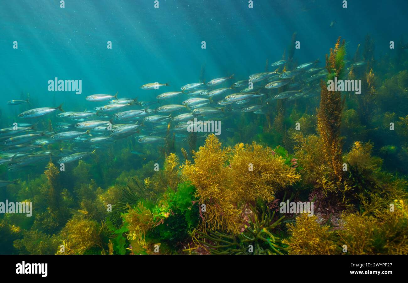 Scuola di pesce (bogue) con alghe marine sott'acqua nell'oceano Atlantico, scenario naturale, Spagna, Galizia, Rias Baixas Foto Stock