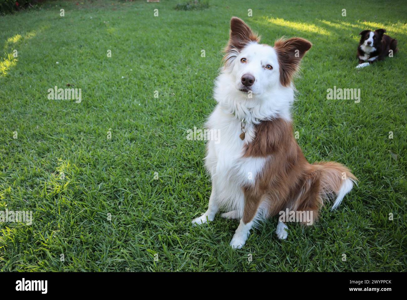 Due cani da collie con bordo marrone e bianco in un giardino residenziale Foto Stock