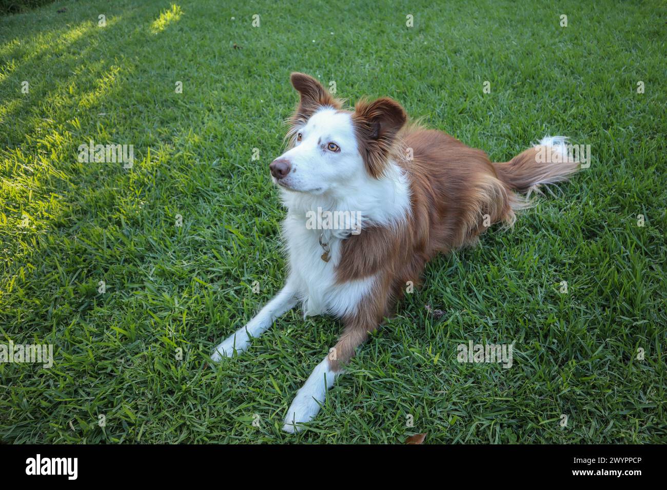 Cani da collie al confine marrone e bianco in un giardino residenziale Foto Stock