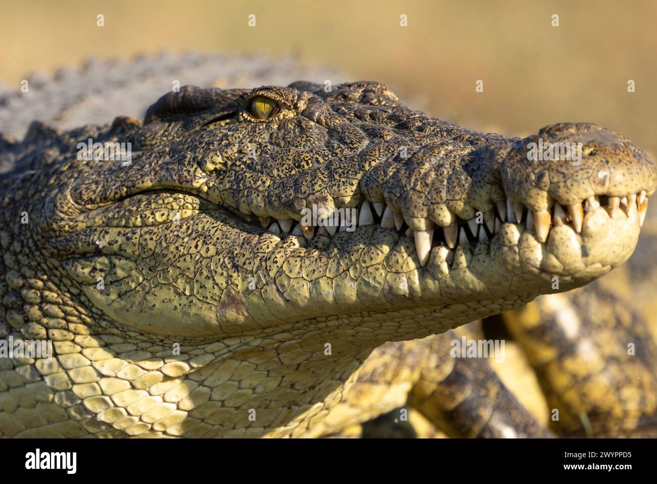 Foto di scorta di un ritratto di coccodrillo del nilo ben ritagliato che mostra denti prominenti e occhi beedy Foto Stock