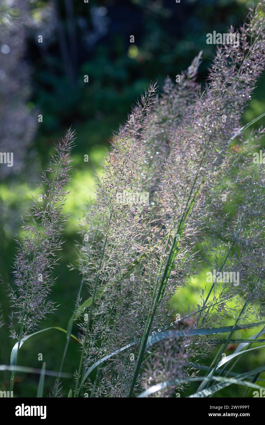 Calamagrostis brachytricha (erba di canna di piume coreana) fiori / steli di fiori / teste di fiori Foto Stock