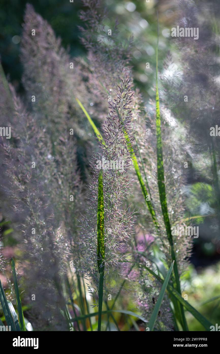Calamagrostis brachytricha (erba di canna di piume coreana) fiori / steli di fiori / teste di fiori Foto Stock