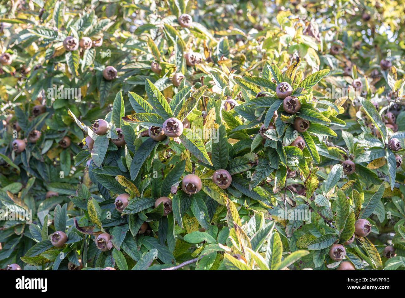 Comune Medlar / arbusto di Mespilus germanica / piccolo albero con frutti commestibili Foto Stock