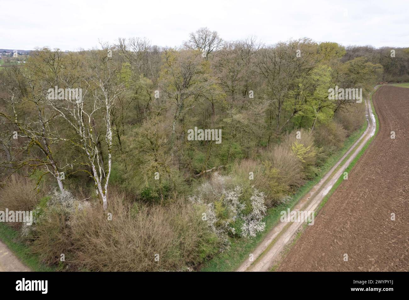 Esmoulins, Francia. 27 marzo 2024. Vista del bosco vicino a Esmoulins dove Alexia Fouillot Daval fu trovata morta dopo essere stata uccisa da suo marito Jonathann Daval nel 2017. Atmosphere 7 anni dopo l'omicidio di Alexia Daval, prima di un nuovo processo contro Jonathann Daval per diffamazione avviato dai genitori di Alexia, Jean-Pierre e Isabelle Fouillot. 27 marzo 2024. Foto di Raphael Lafargue/ABACAPRESS.COM credito: Abaca Press/Alamy Live News Foto Stock