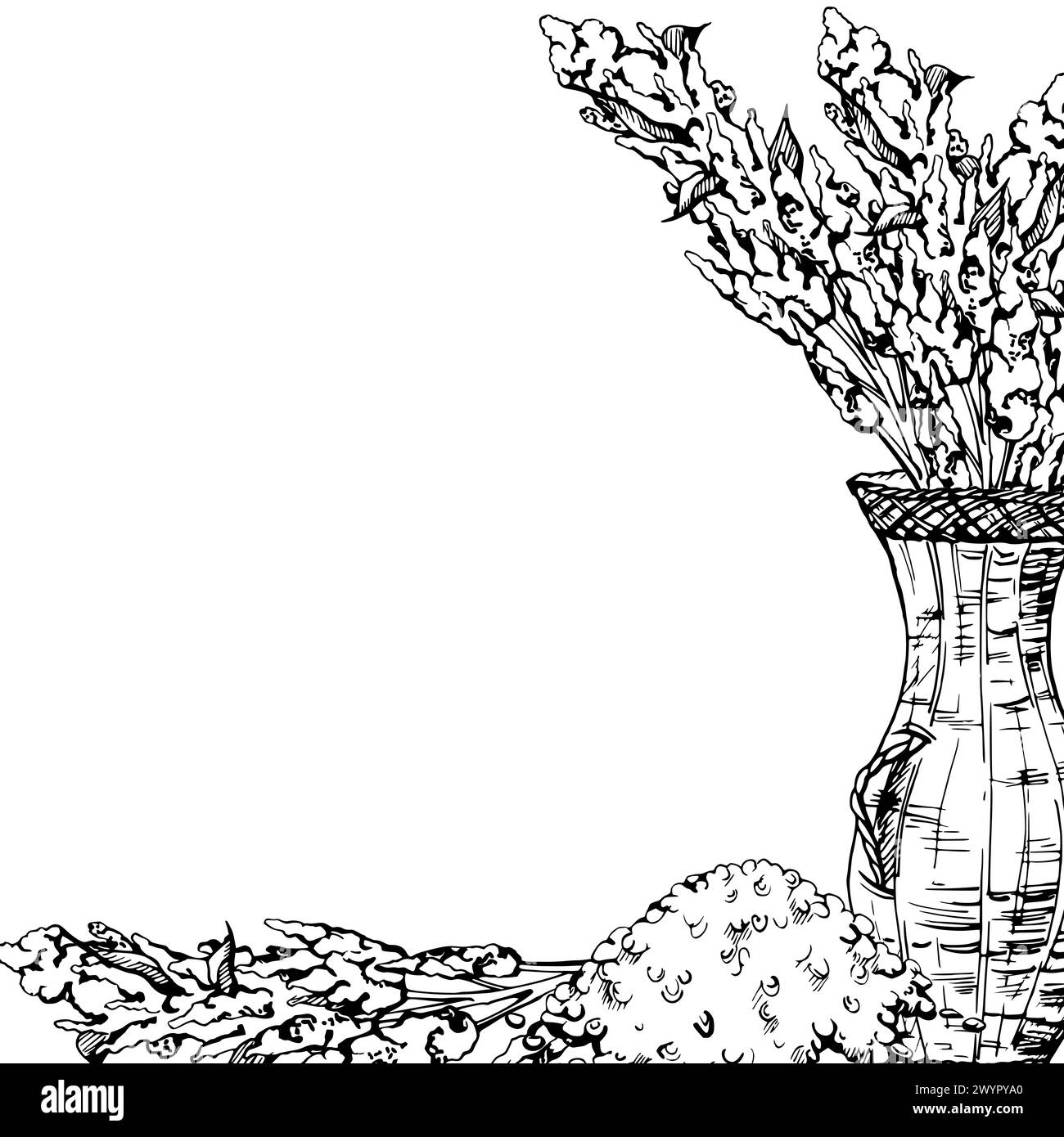 Illustrazione del vettore di inchiostro disegnato a mano, semi di piante di quinoa, amaranto coltivato a fiori, cereali di grano agricolo. Cornice quadrata isolata su sfondo bianco. Design Illustrazione Vettoriale