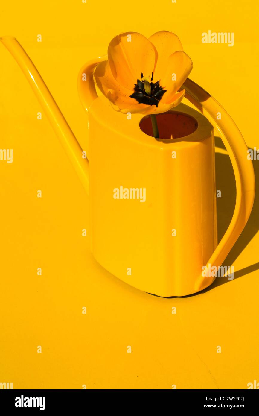 contrasti di sfumature chiare e scure che creano un'immagine vusuamente sorprendente, elementi organici combinati con forme geometriche in un display creativo Foto Stock