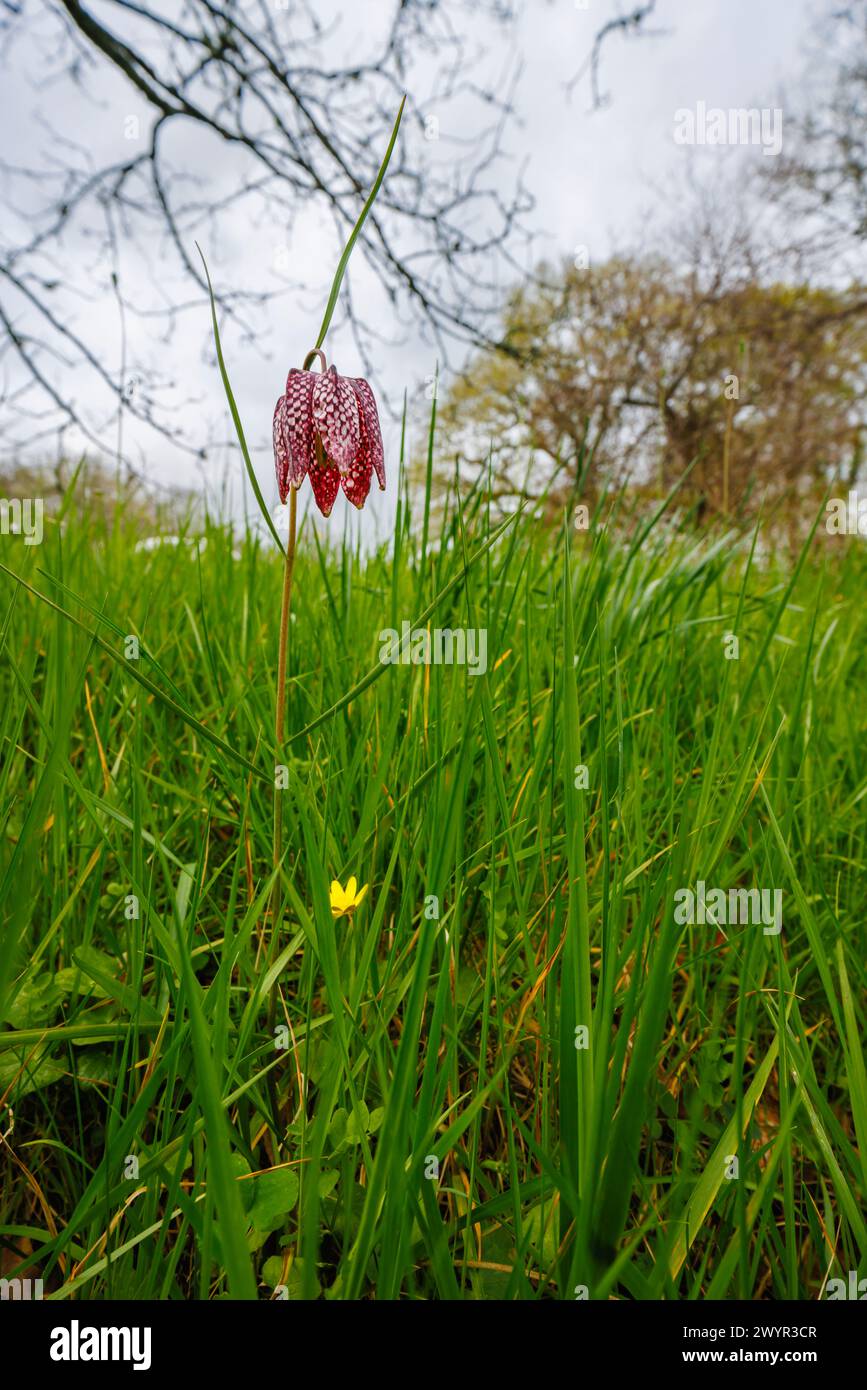 Viola Fritillaria meleagris, giglio della testa di serpente, fiorito al Vann Garden progettato da Gertrude Jekyll vicino a Hambledon, Surrey all'inizio della primavera Foto Stock