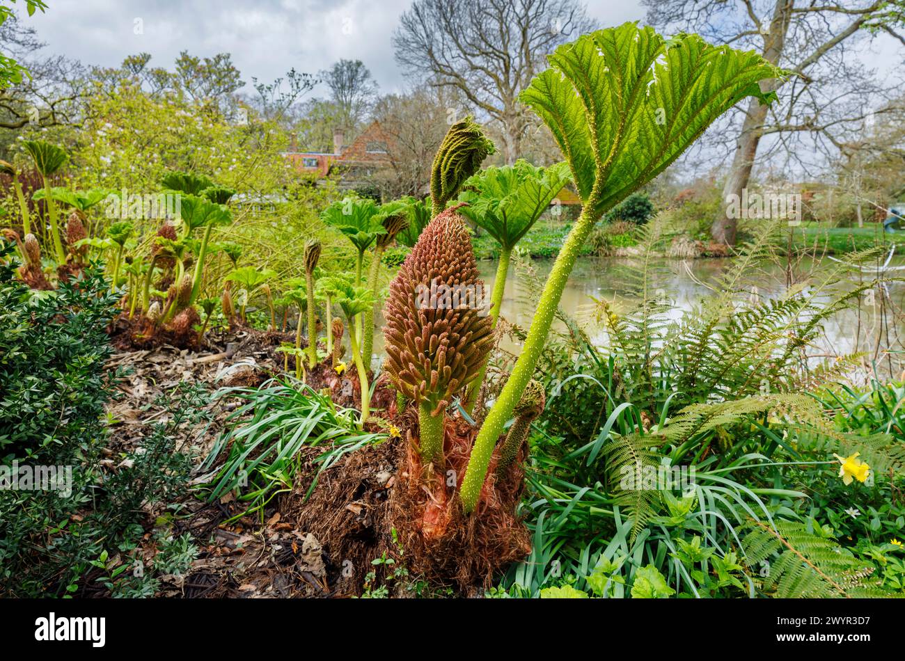 Gunnera manicata, rabarbaro gigante brasiliano, con punta di fiore e una nuova foglia che cresce vicino a un lago nel Vann Garden vicino a Hambledon, Surrey all'inizio della primavera Foto Stock