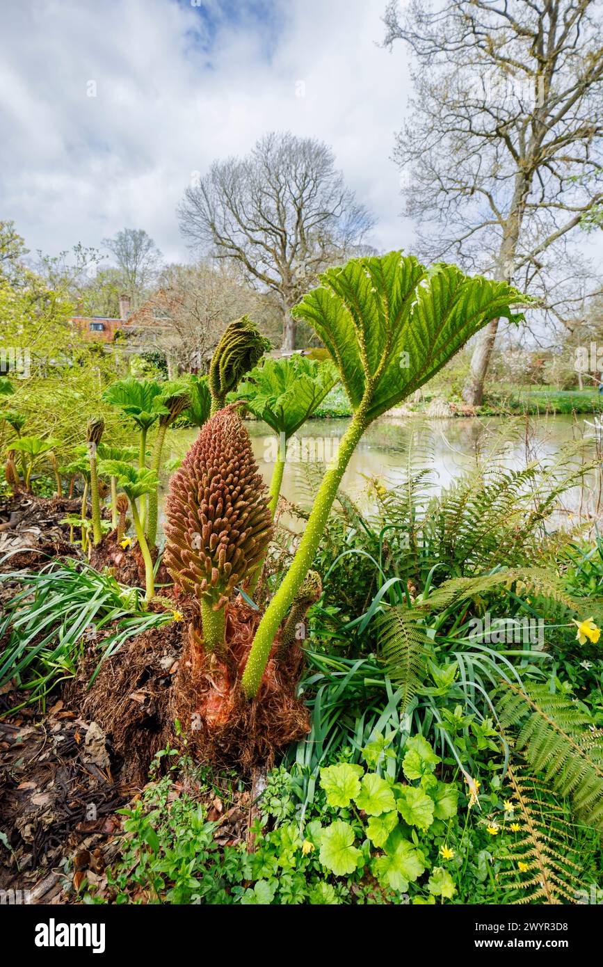 Gunnera manicata, rabarbaro gigante brasiliano, con punta di fiore e una nuova foglia che cresce vicino a un lago nel Vann Garden vicino a Hambledon, Surrey all'inizio della primavera Foto Stock