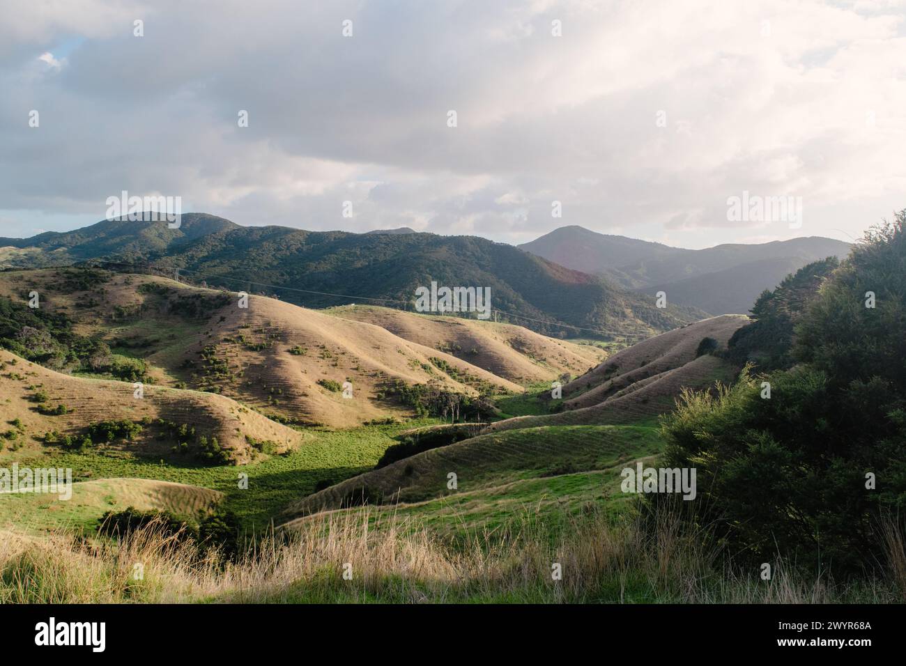 Hillside in nuova Zelanda Foto Stock