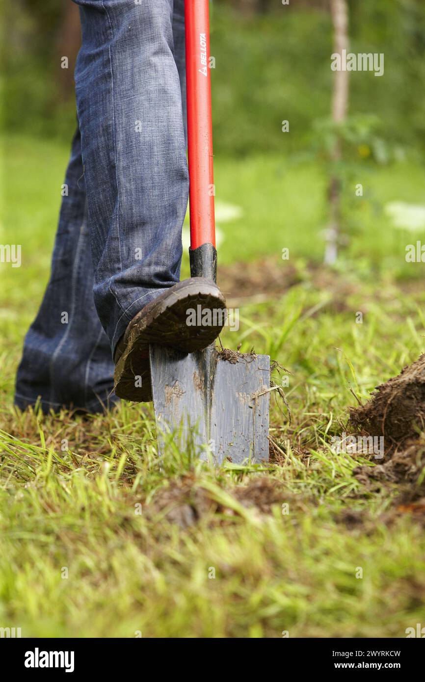 Agricoltore che scava con vanga, attrezzi manuali, agricoltura, Guipuzcoa, Paesi Baschi, Spagna. Foto Stock