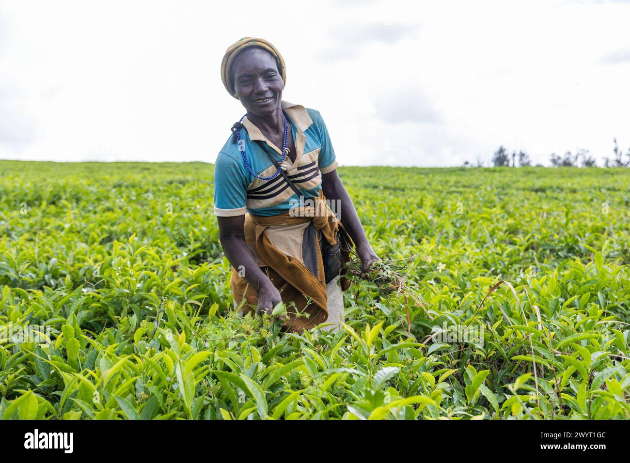 Una donna lavora in un campo di piante da tè, agricoltura in Africa. Foto Stock
