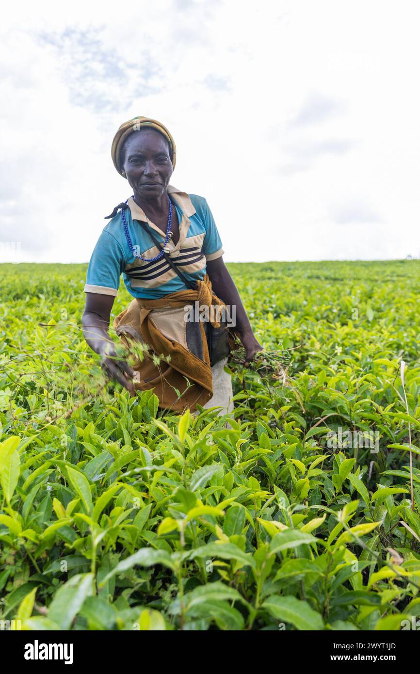 Una donna sta raccogliendo erba in una piantagione di tè in Camerun. Foto Stock