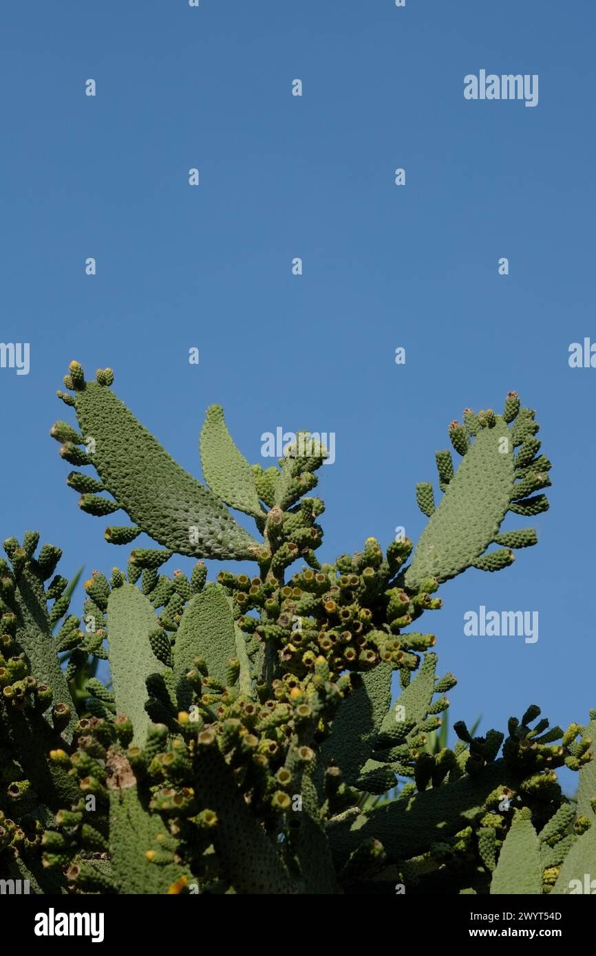 Ampi cactus verdi pagaiano i loro bordi baccelli floreali, dopo la fioritura ambientata su un cielo australiano blu chiaro, i Royal Botanic Gardens Sydney Foto Stock