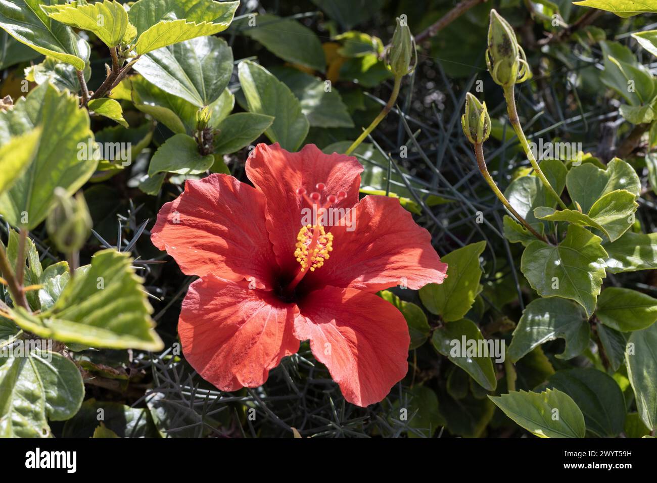 Hibiscus rosso brillante in pieno fiore Foto Stock