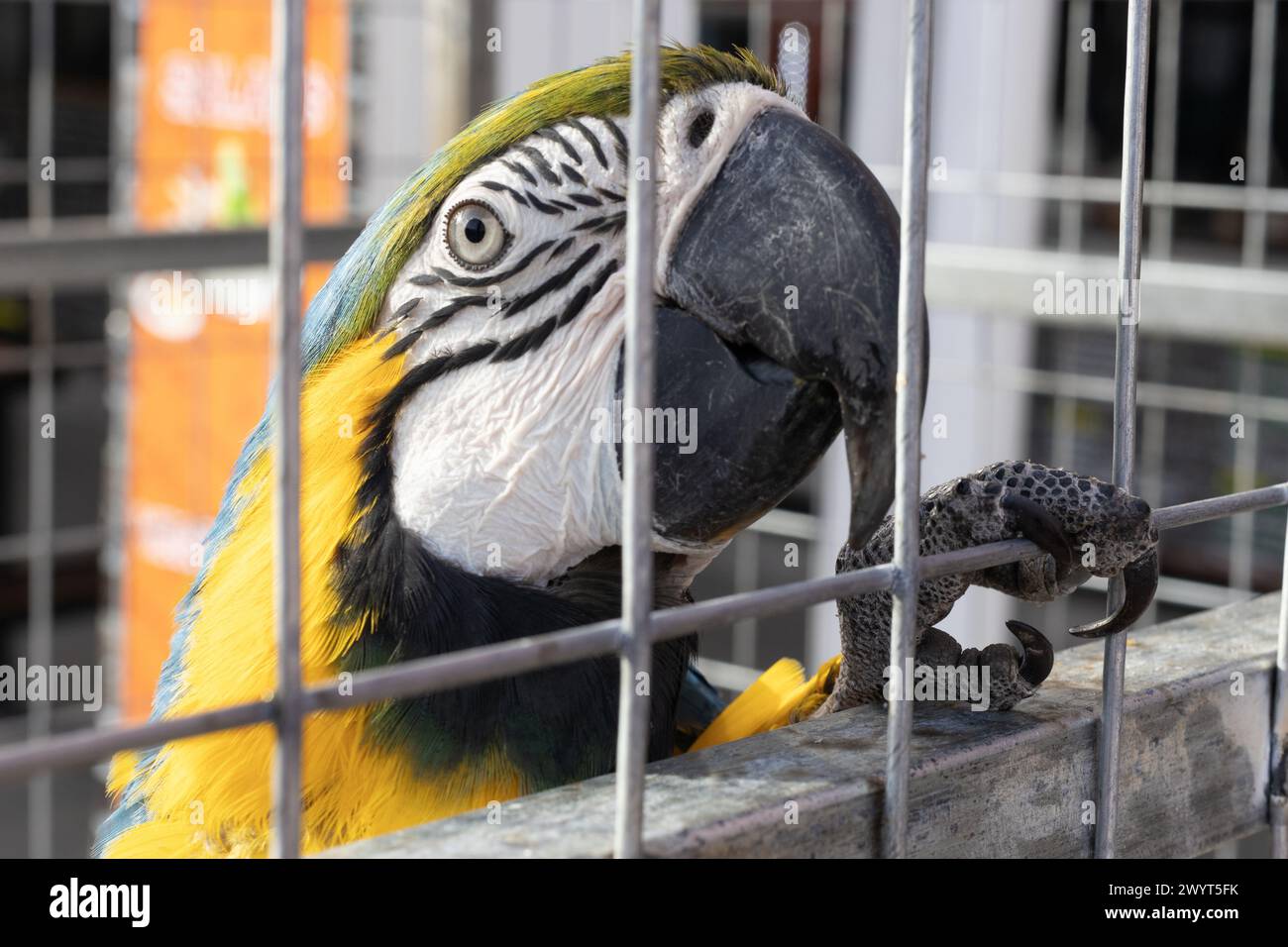 Macaw blu e giallo dietro le sbarre. Primo piano Foto Stock