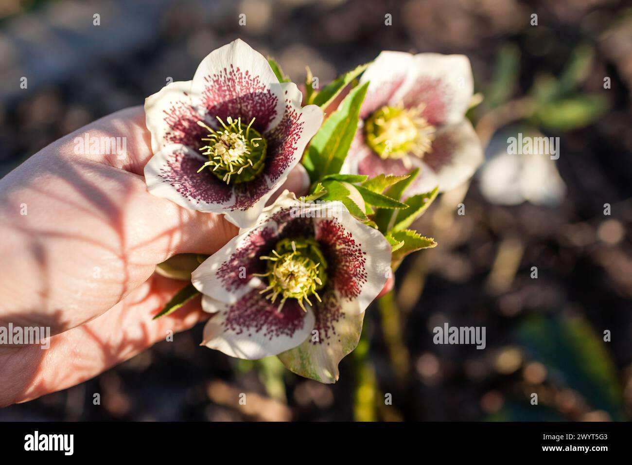 Alesaggio bianco con puntini viola che fioriscono nel giardino primaverile. Il giardiniere ama i fiori toccandoli. Primo piano della pianta in fiore. Primavera Foto Stock