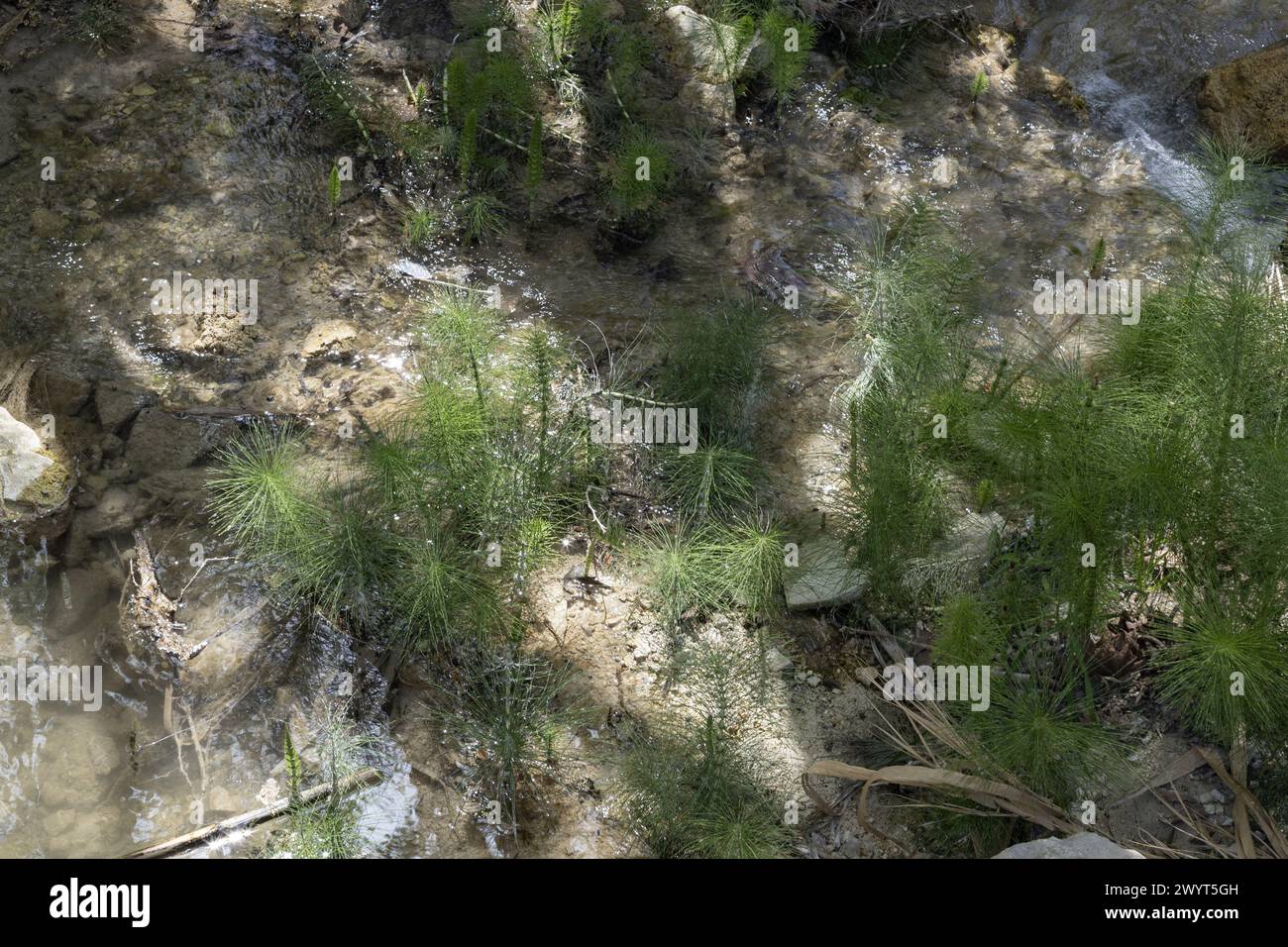 Consistenza di erbe di Horsetail Field Foto Stock