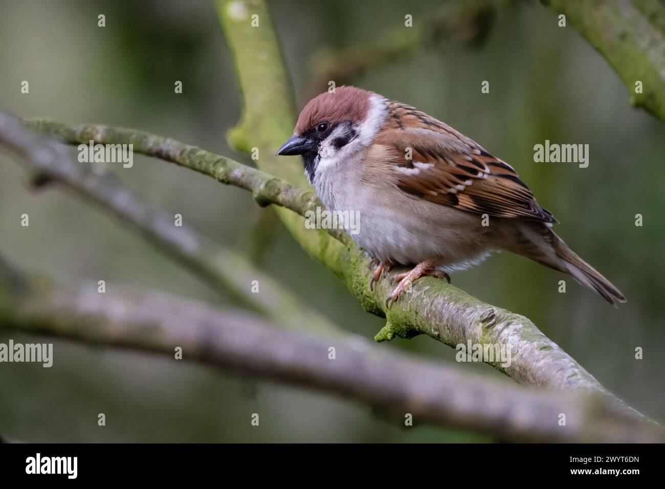Tree Sparrow (Passer montanus), presso RSPB Loch Leven, Perthshire, Scozia, Regno Unito. Foto Stock