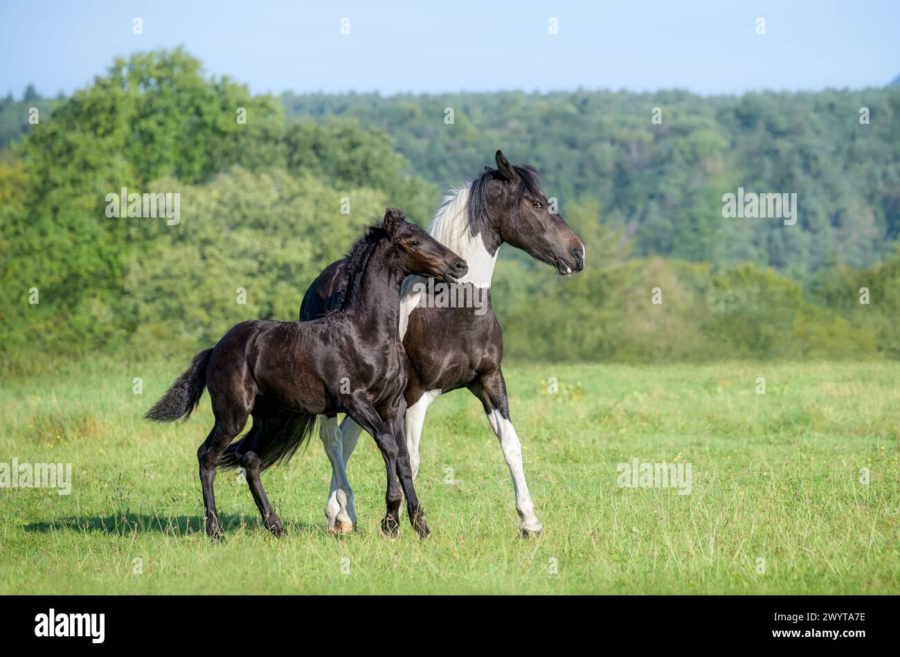 Due cavalli giocosi, cavalli caldi di tipo barocco, barock pinto, un simpatico puledro di 3 mesi, barock Black, che gioca con la sua sorella di 2 anni, la Germania Foto Stock
