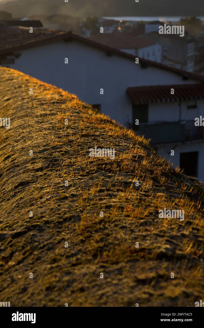 Il muschio germoglia su un muro di pietra al tramonto nella zona rurale verticale Foto Stock