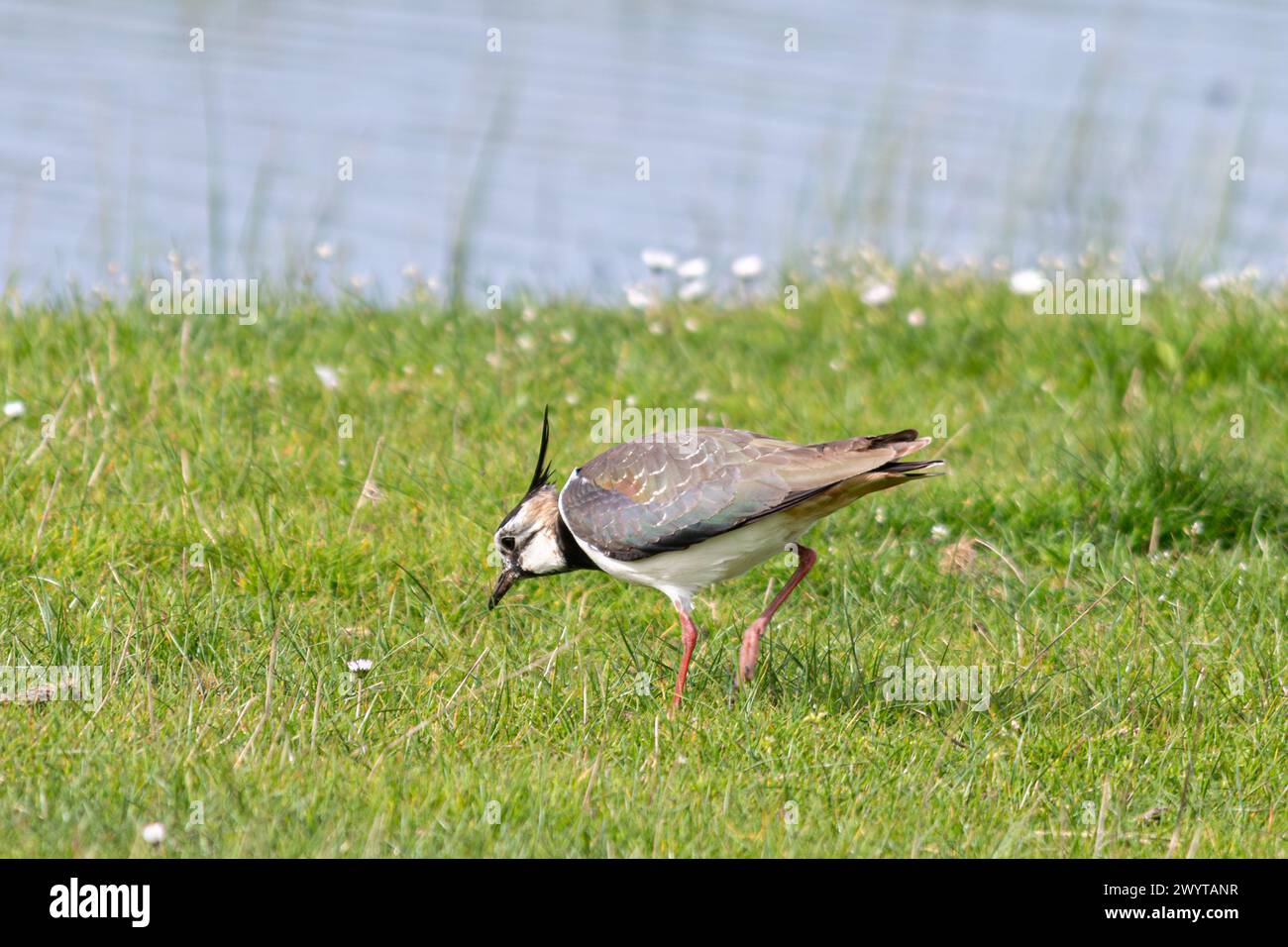 Uccello lappante (Vanellus vanellus) che si nutre di vermi in un habitat erboso umido in primavera, Isola di Sheppey, Kent, Inghilterra, Regno Unito Foto Stock