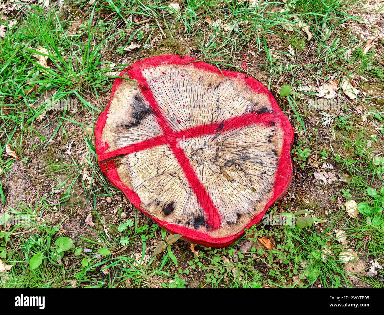 Segni di vernice rossa sul tronco dell'albero appena tagliato per avvisare i pedoni - Francia. Foto Stock