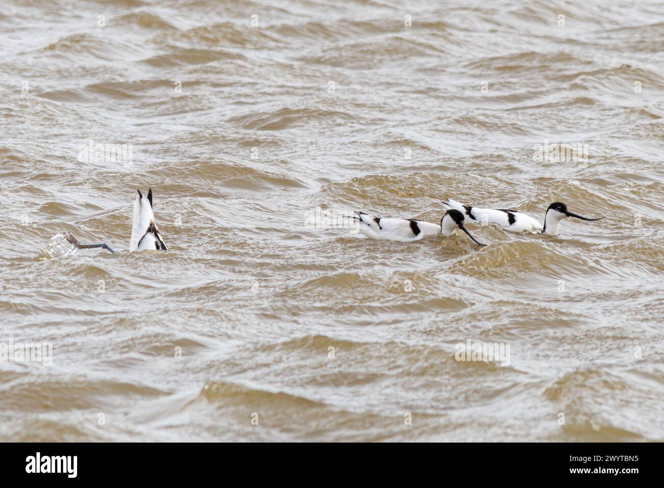 Avoceti (Recurvirostra avosetta), tre uccelli che si nutrono nell'acqua, Kent, Inghilterra, Regno Unito Foto Stock