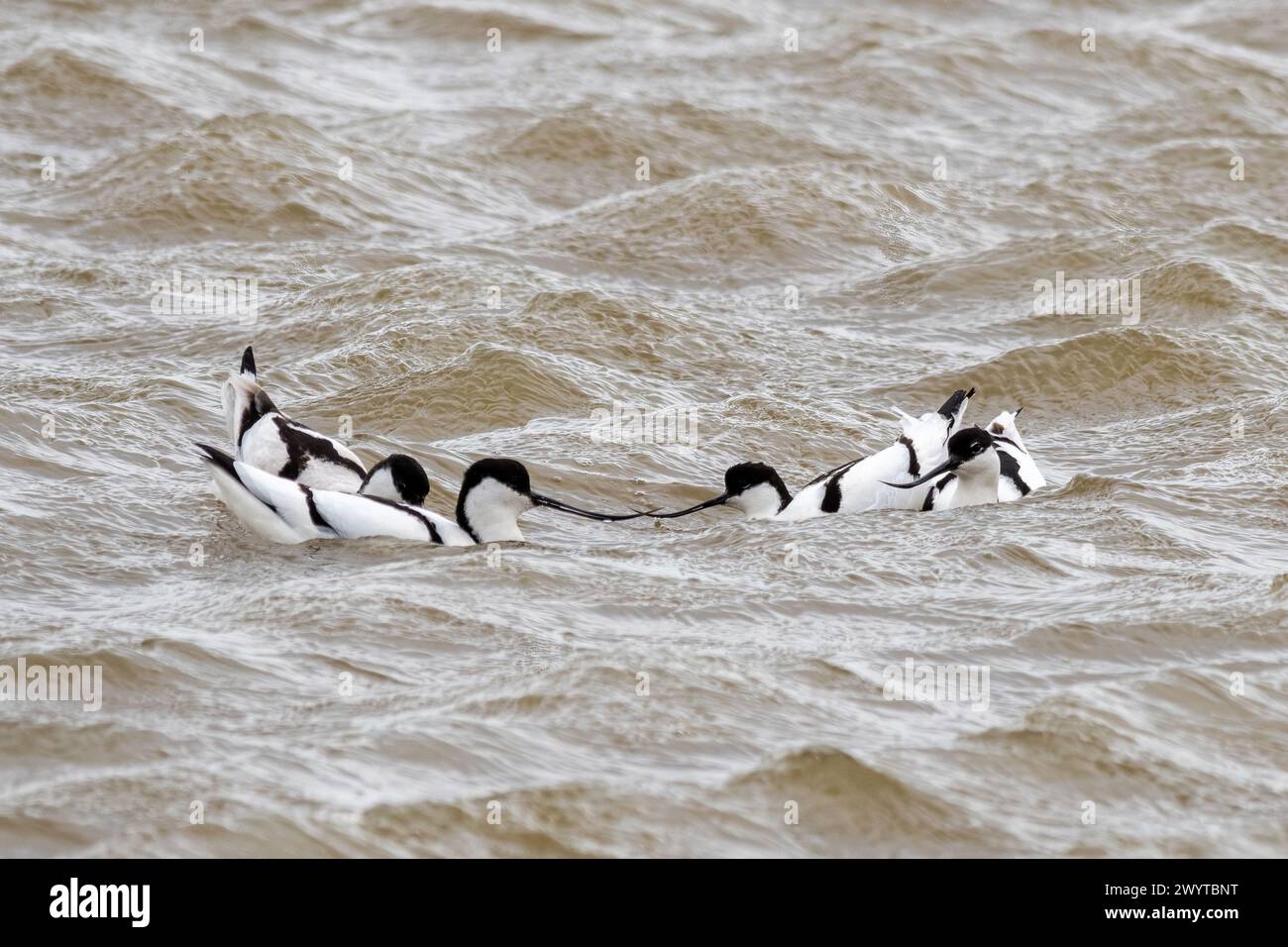 Avoceti (Recurvirostra avosetta), due paia di uccelli in acqua, Kent, Inghilterra, Regno Unito Foto Stock