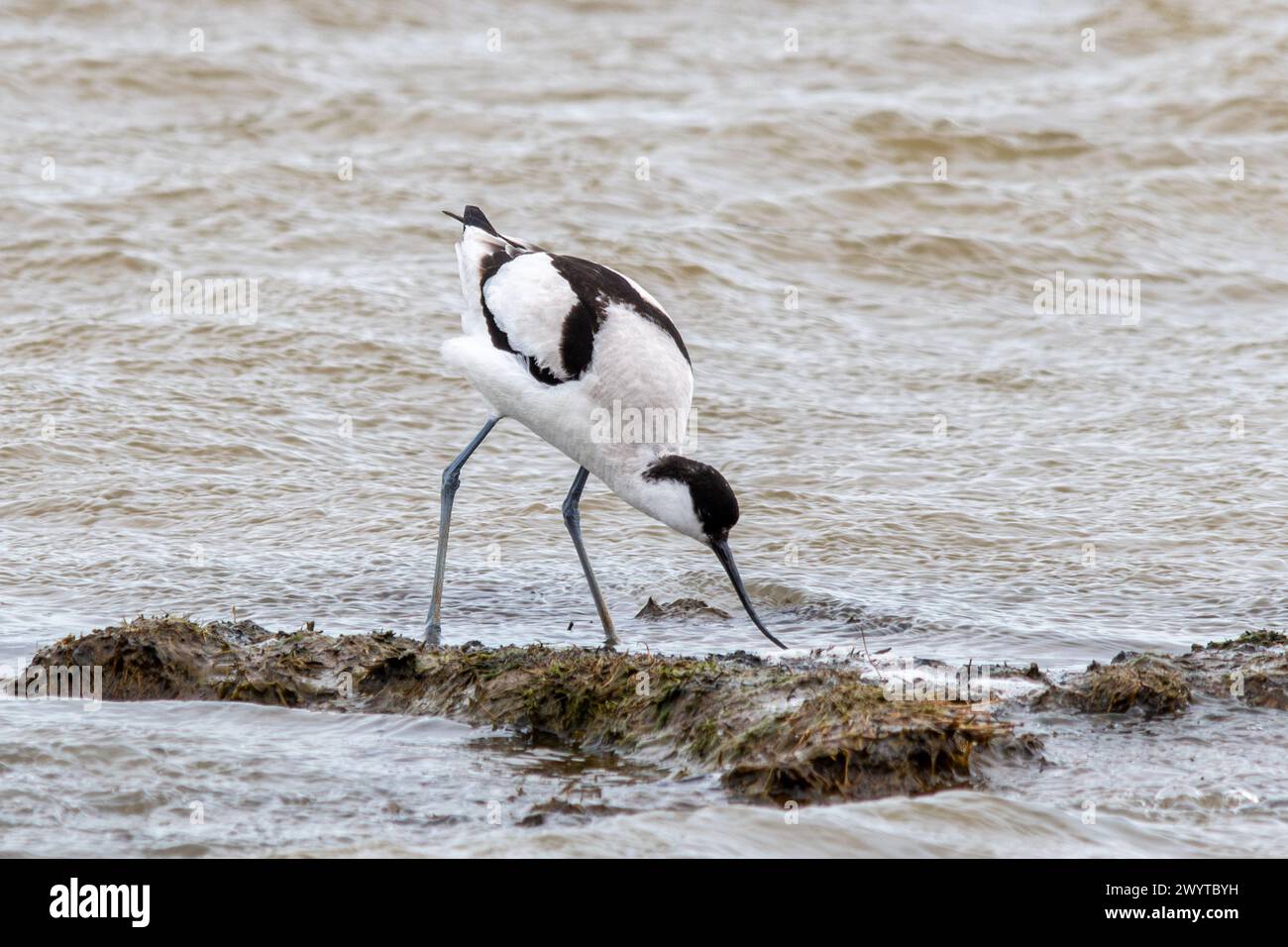 Avocet (Recurvirostra avosetta), singolo uccello in acque poco profonde, Isola di Sheppey, Kent, Inghilterra, Regno Unito Foto Stock