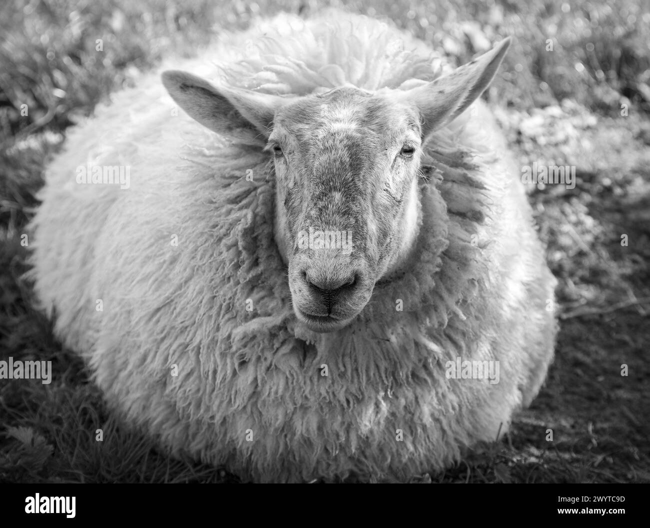 Fotografia dettagliata in bianco e nero, primo piano di un pecora lanosa e soffice sdraiata sull'erba e che guarda direttamente l'obiettivo in un pascolo rurale. Foto Stock