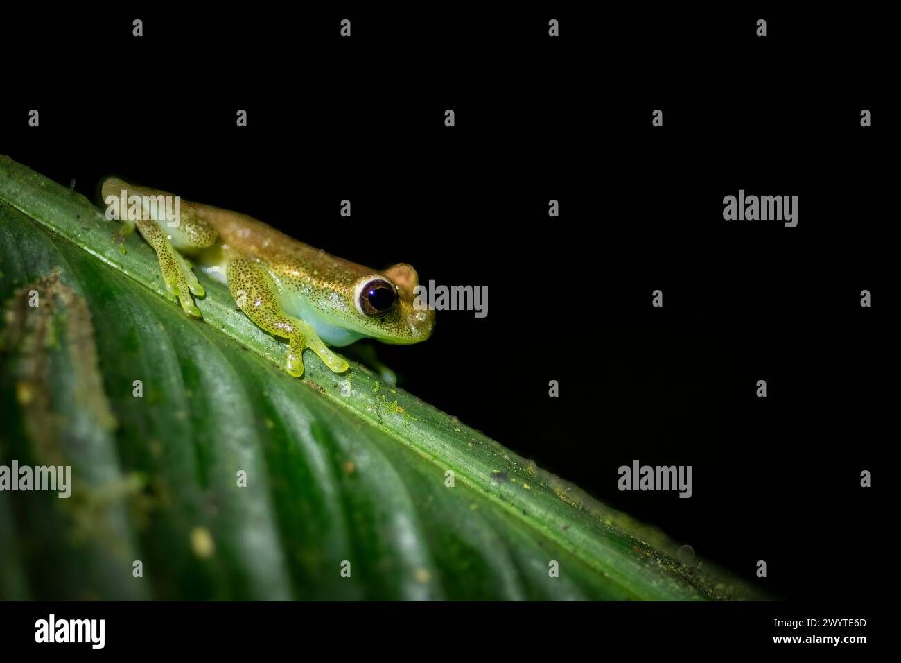 Treefrog, Mashpi, Reserva Mashpi Amagusa, Pichincha, Ecuador Foto Stock