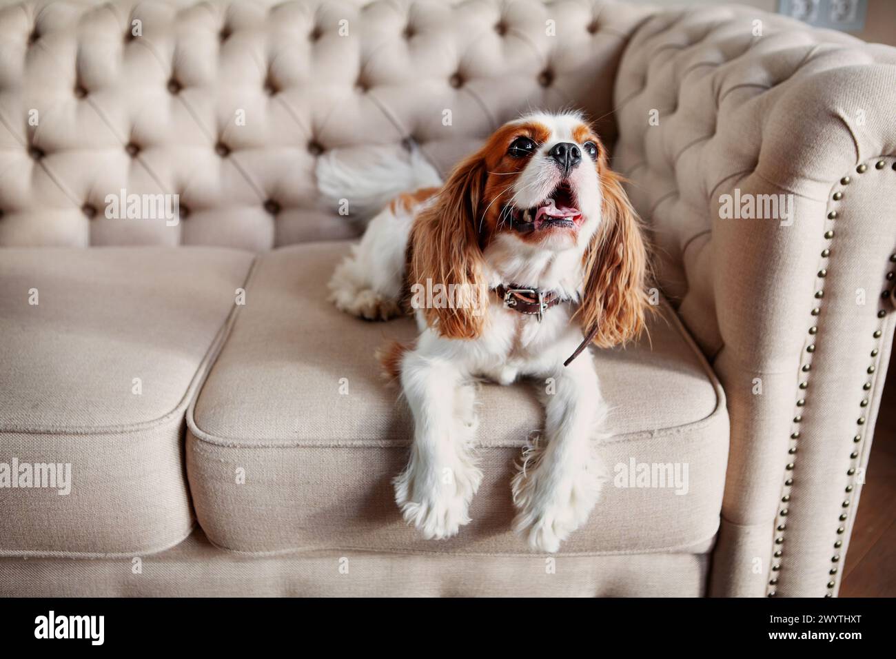 Il cane si siede comodamente a casa su un divano pulito, luminoso e di colore chiaro, incarnando il relax e l'intimità domestica. Foto Stock