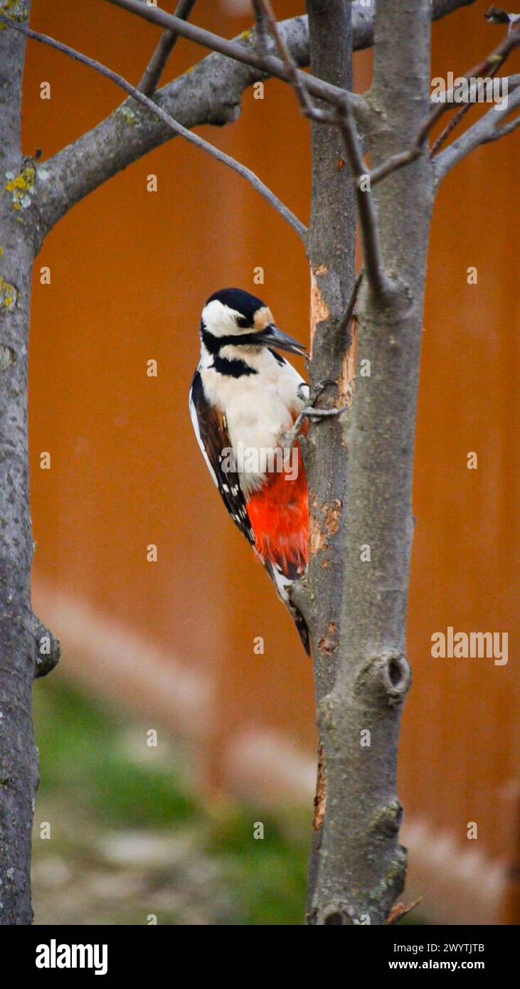 woodpecker che succhia il tronco Foto Stock
