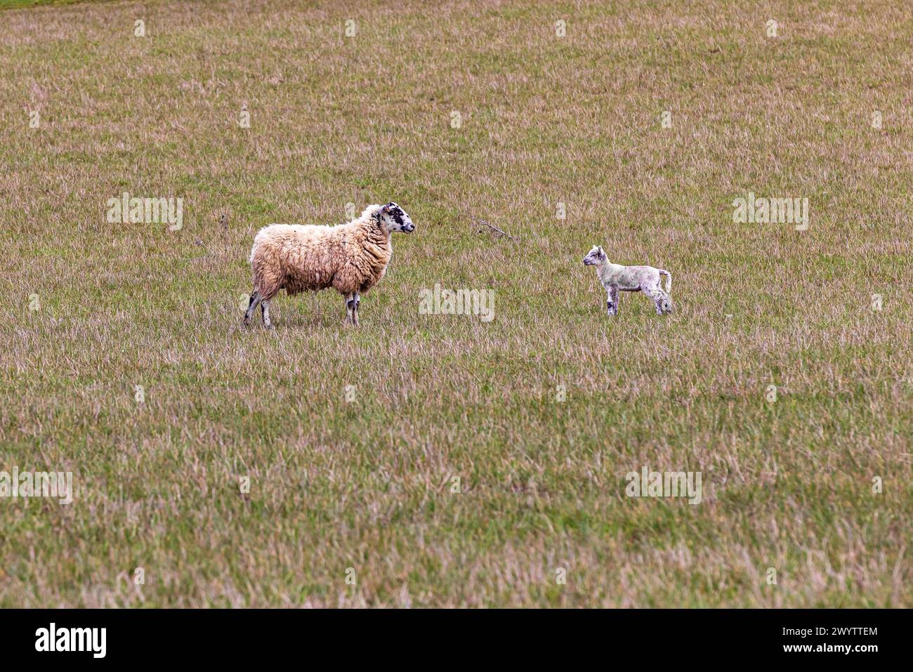 Una pecora e il suo agnello in un campo, fissandosi l'un l'altro Foto Stock