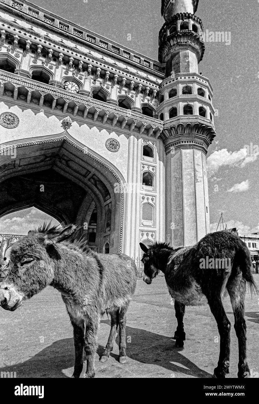 Foto vintage in bianco e nero di due asini a Charminar Hyderabad Disagreement Two Animal Telang India Asia. Foto Stock