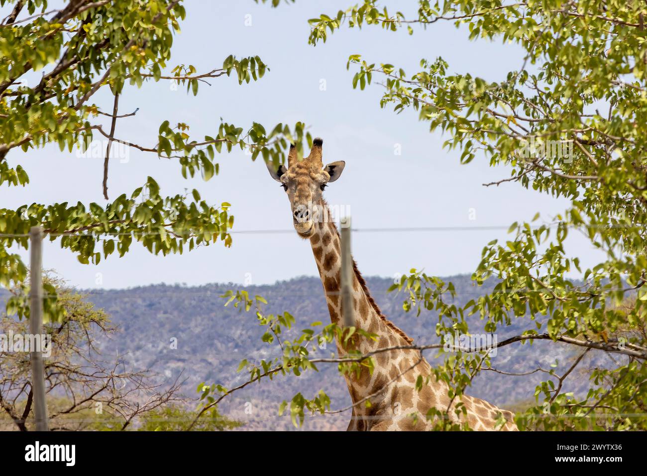 Foto di una giraffa nella savana della Namibia durante il giorno d'estate Foto Stock