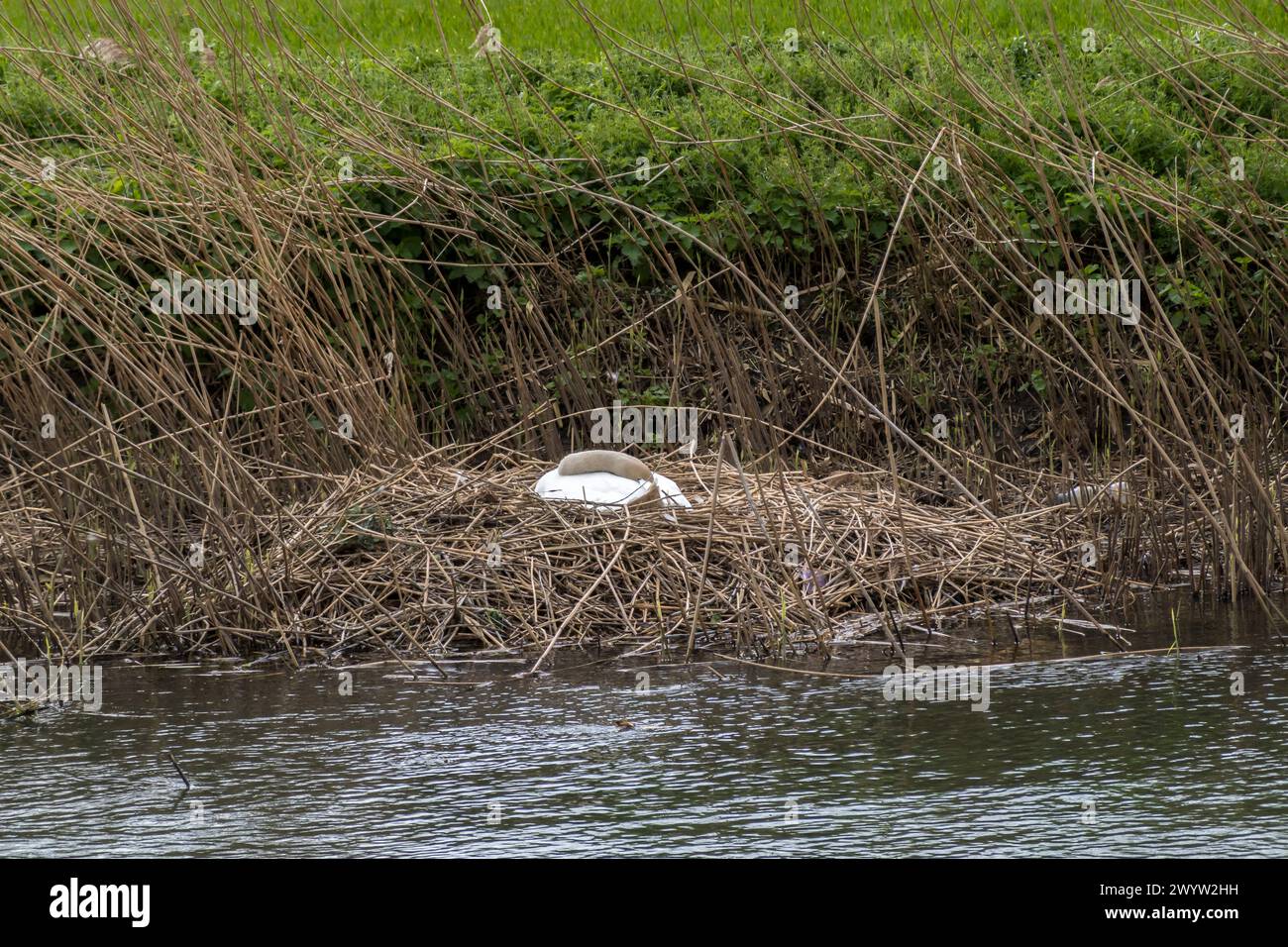 Uova di incubazione del cigno muta su nido di canne, River Cam, Milton, Cambridgeshire, Inghilterra, REGNO UNITO Foto Stock